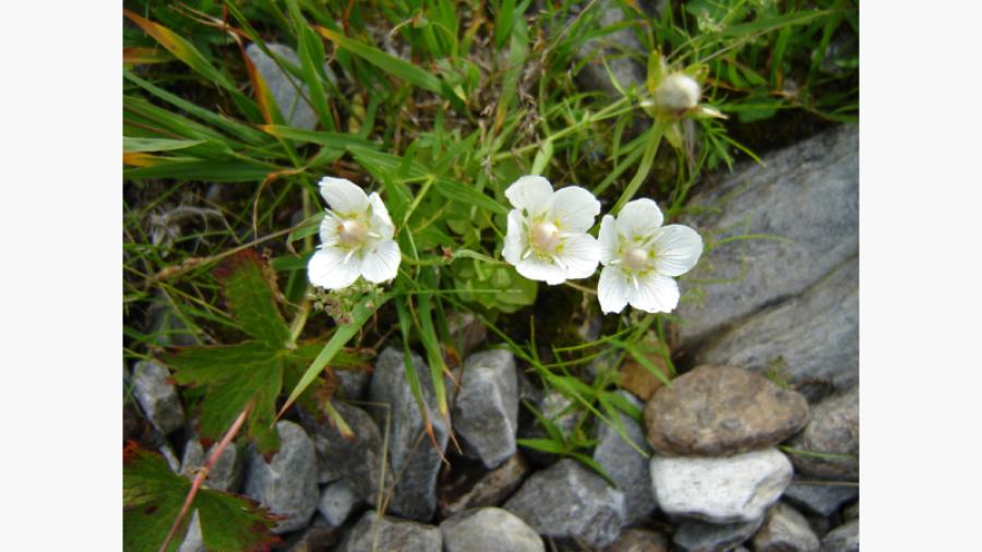 Messlingesjön vid stranden (foto Owe Moltkesson)